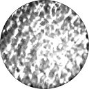 gobo 33623 - Reflections