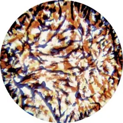 gobo 56203 - Red, Lavender and Yellow