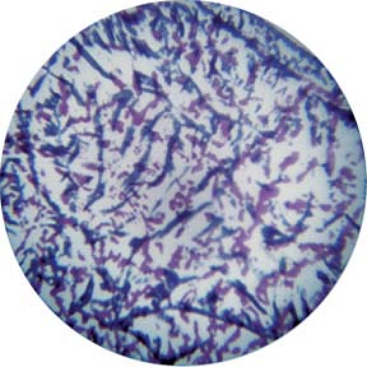 gobo 56204 - Blueand Lavender